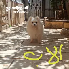  4 كلاب بوميرينان صغار  للبيع