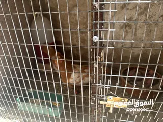  4 أربع جود شغالات للبيع
