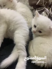  7 كتن مكس العمر 35 يوم