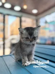  4 سكتش فولد وسكتش ستريت