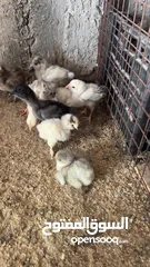  7 صيصان قطني وبراهمي للبيع