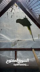  1 ببغاء دره غير أليف للبيع أو بدل