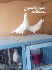  3 حمام جوز بولنديات