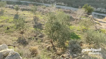  1 أرض للبيع في جنين بالقرب من دوار عصفور وجامعة القدس المفتوحه قديما