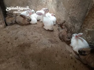  2 ارانب للبيع فرنسي وبلدي