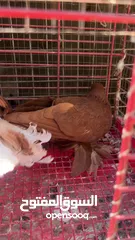  5 جوز نجفي احمر
