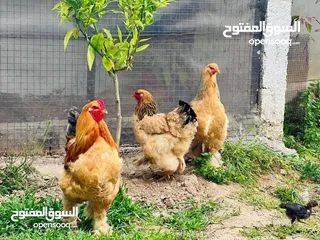  5 بيت دجاج براهيم وباكستاني