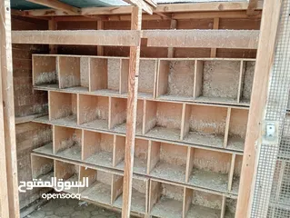  3 بيت خشب للحمام مع صناديق لبيض الحمام  Wooden pigeon house with boxes for