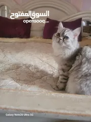  12 قطط شانشبلا للبيع