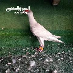  2 الزرقاء الجبل البيض