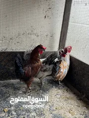  8 فرصه للبيع مجموعة طيور ب اسعار مميزه  شاهد الوصف