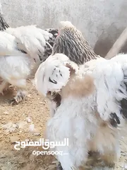  4 سيت براهمه مستوه حلو وصحه خير من الله بياضات