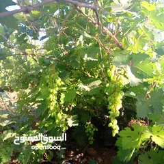  2 متوفر عنب حصرم لل مخللات والعصائر