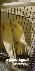  1 طيوو كوكتيل بسعر مناسب