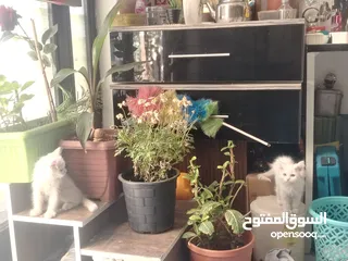  4 قطط شيرازي ذكر وانثي