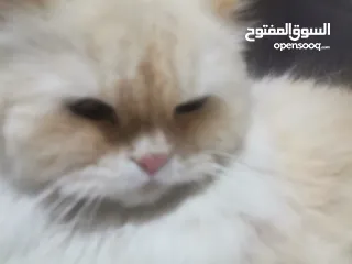  2 Persian cat قط