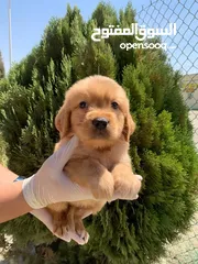  3 جولدن ريتريفر Golden retriever