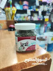  6 يا صاحبي! يبدو أن قطتك في طريقها لقضاء وقت ممتع! هل سبق لك أن جربت زراعة النعناع البري الخاص بك؟