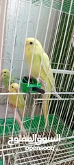  15 طيور حب  عصافير حب   ببغاء حب  بادجي   طيور  عصافير  ببغاء