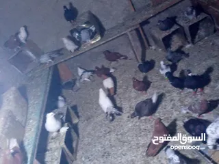  10 جوز حمام يمامه للبيع صحه ونضافه وشغال