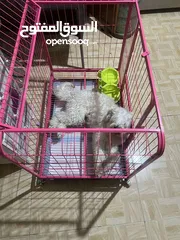  1 كلب زينه   بعمر ال 8 اشهر هادء جداااااا
