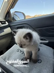  13 كتن همالايا