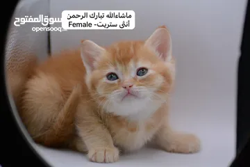  21 سكوتش كيتن فولد وستريت الوان مميزه ليلك ومشمشي وغيرها 15 كيتن