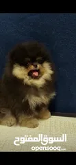  2 Pomeranian   Samoyed    Giant Malamute