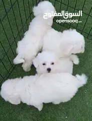  2 Maltese cute puppies
