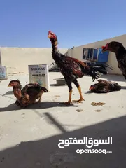  16 باكستاني، براهما، امهات لاحم فرخات عمر 3 شهور  صوص باكستاني حر  ديوك باكستاني خط أول و فرخات شغالة