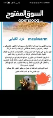  5 يرقات دود القبابي حي ميلوورم mealworm غذاء ممتاز بروتين حيواني لا يسبب التشحيم للطيور والاسمام