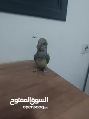  8 ببغاء كوكر