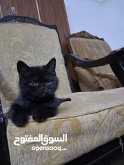  8 قططط من نوع سيامي ذكر و انثى