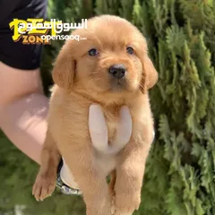  3 جراء جولدن مستوى عالي
