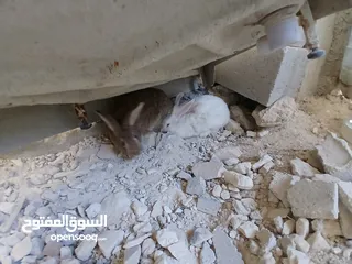  4 أرانب عدد 2 اناثي اعمار فوق ال7 شهور