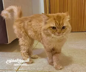  3 قط شيرازي ذكر