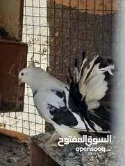  2 حمام  شمسي