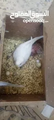  12 طيور روز وفشر وحب القراء الوصف تفاصيل اسعار حرق⁦ zzzzzzzzzzzzzzzzxxxxxxxxxxhbbbnnnbbbbbbbbbbbbbbbbbb