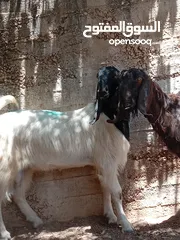 5 جدي لون وصحه نار هداد عش شهور سلاله نظيفه