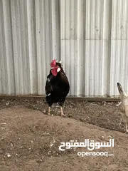  5 بيض وز وبيض رومي وبيض دجاج عربي وبيض بط مصري