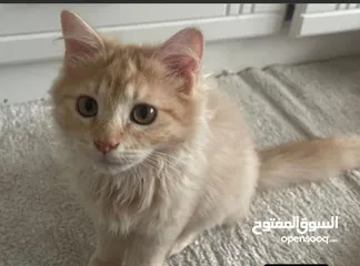  1 siberian male cat