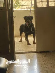  1 ذكر رت وايلر الماني