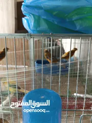  6 كنارات مشكله عمار فوق 6 اشهر