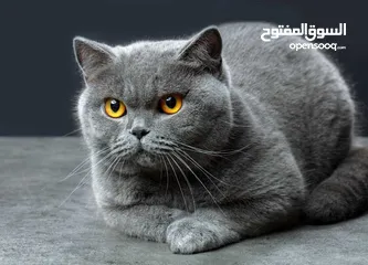  1 قط بريطاني ذكر للبيع بسعر مغري