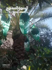  13 فني أشجار النخيل