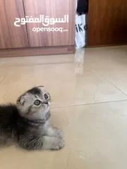  4 قط ذكر سكوتش