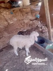  2 خاروف للبيع