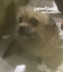  1 كلب مالتيز