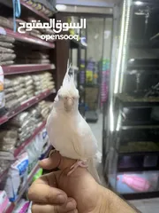  3 البينو كوكتيل أبيض جامبو أليف جدا
