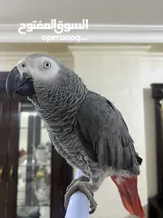  6 ببغاء كاسكو متكلم و أليف  دبل جامبو